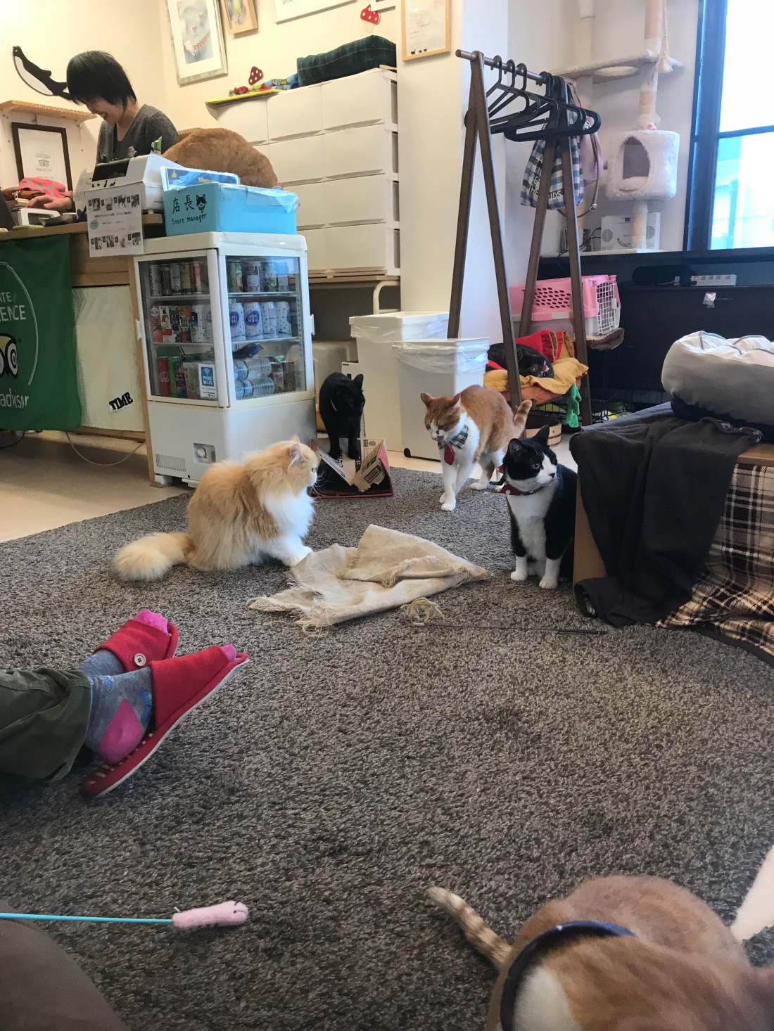 iS6pU6uxT6eedo58VtpuyQ